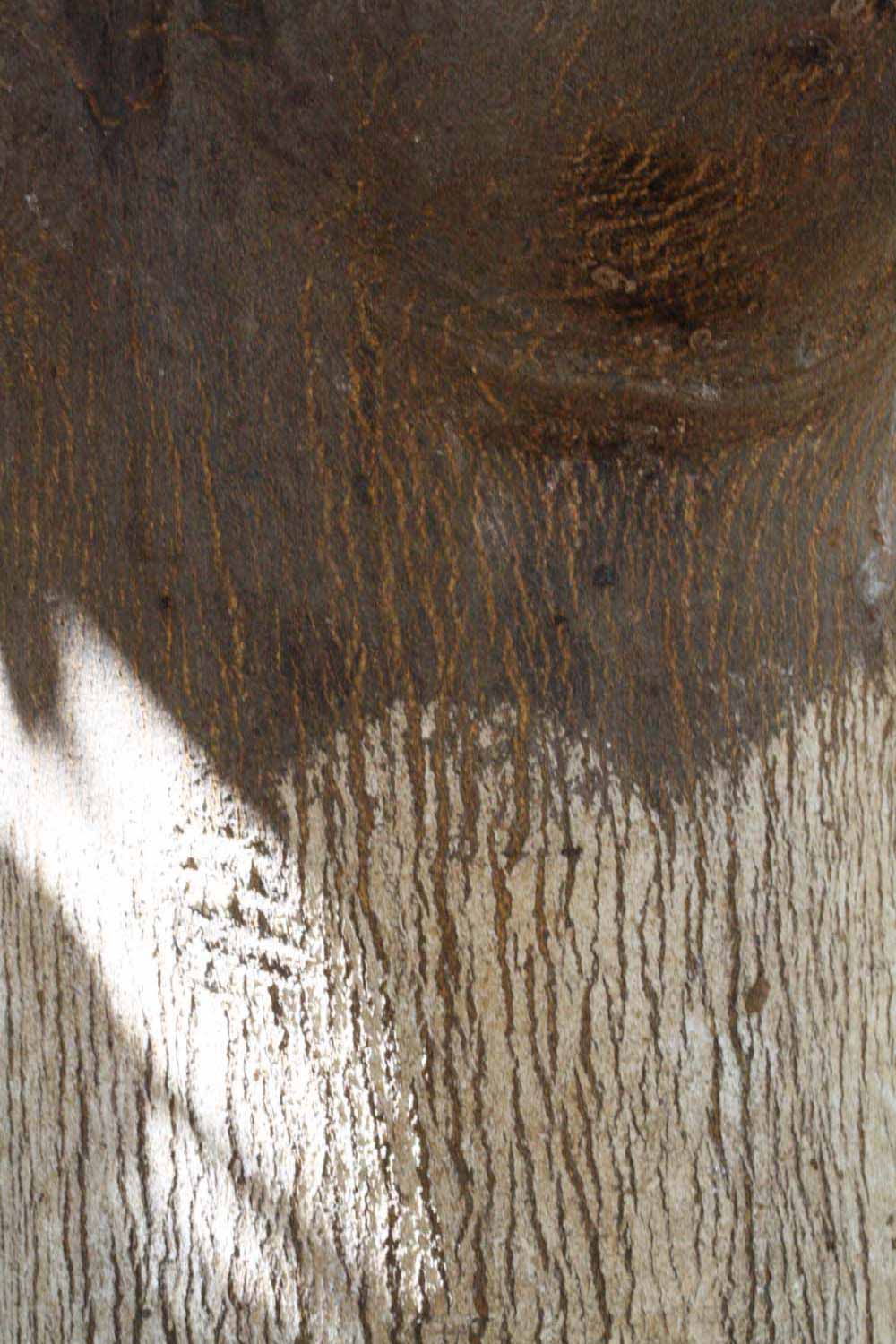            Bark (Riverside, CA)   